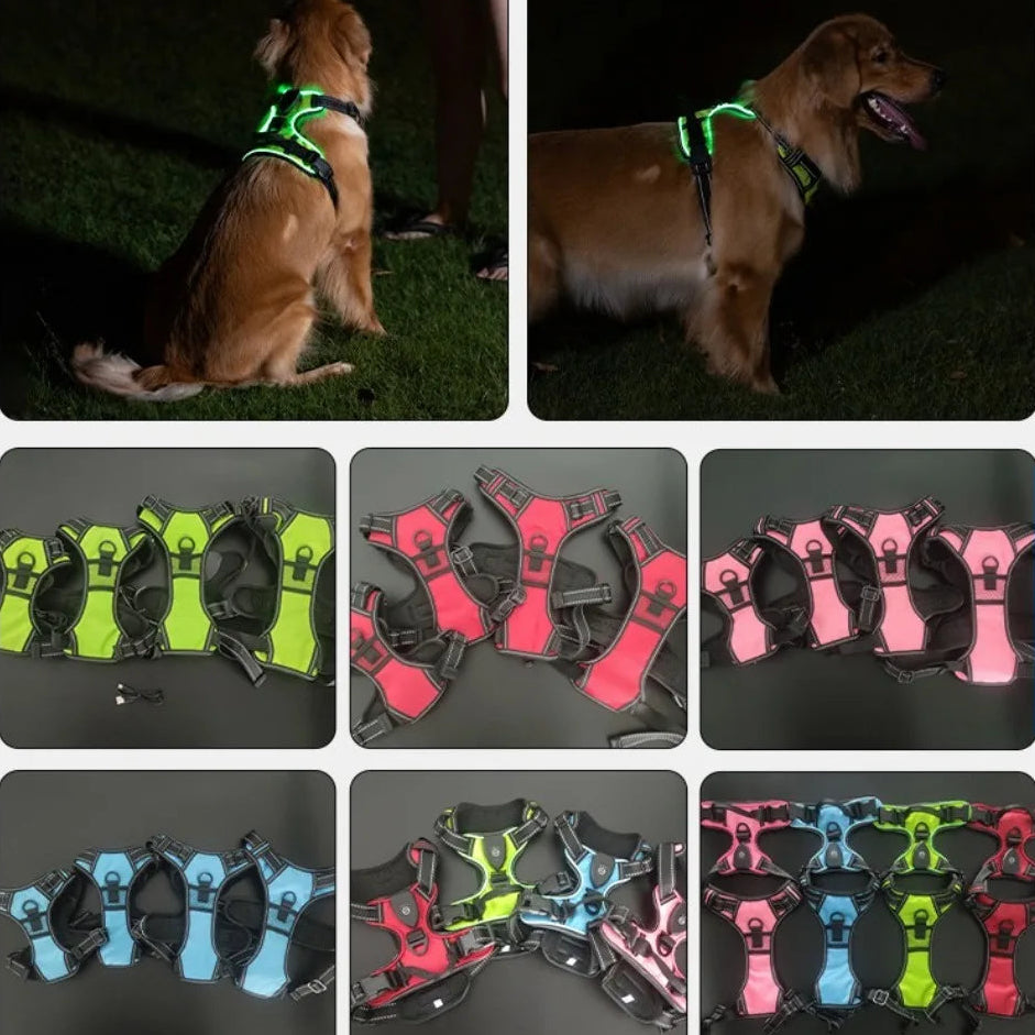 Reflective LED dog harnesses in green, red, pink, and blue shown on a Golden Retriever and displayed on a black surface, Pawvero pet gear.