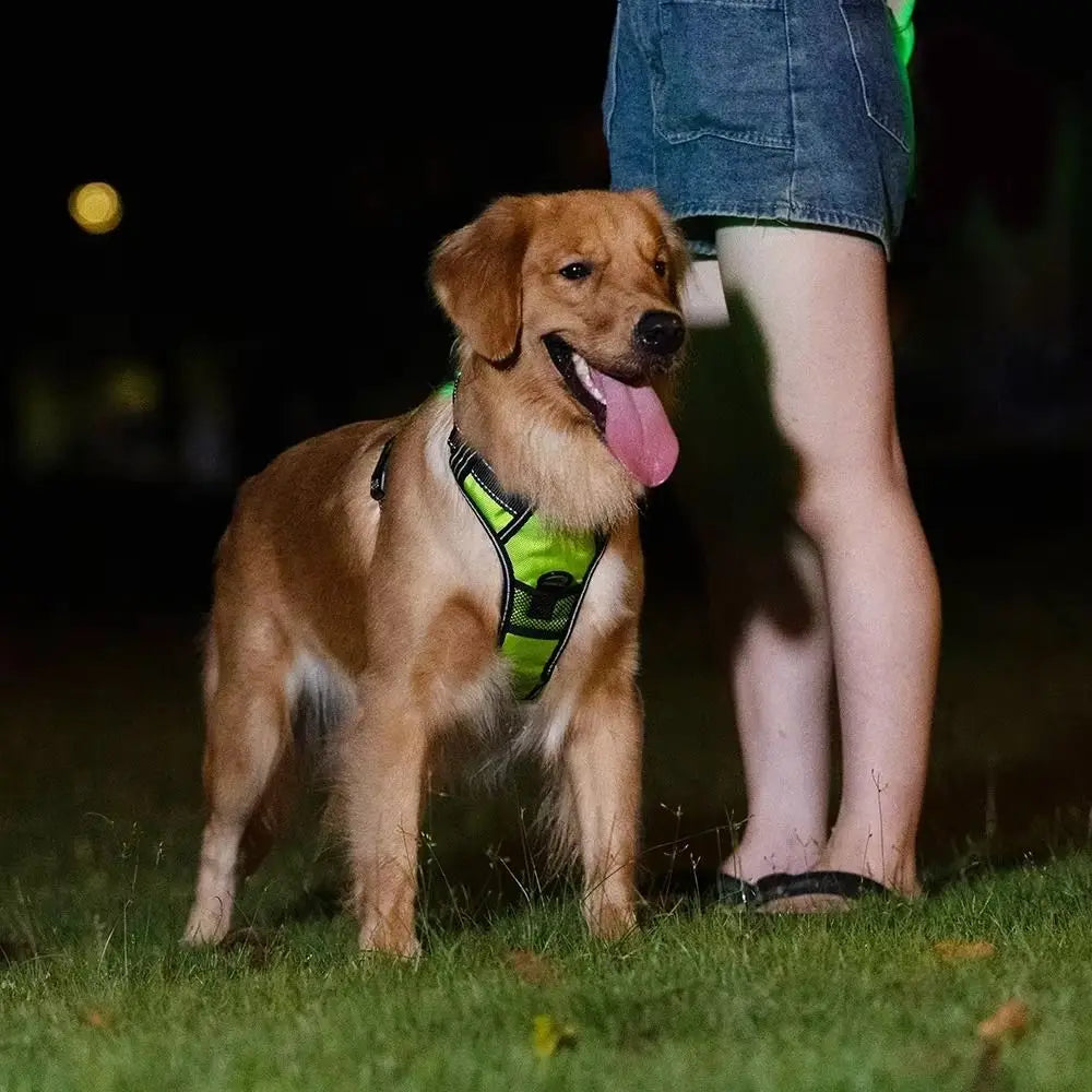 Golden retriever wearing neon green harness at night beside person in denim shorts, Pawvero
