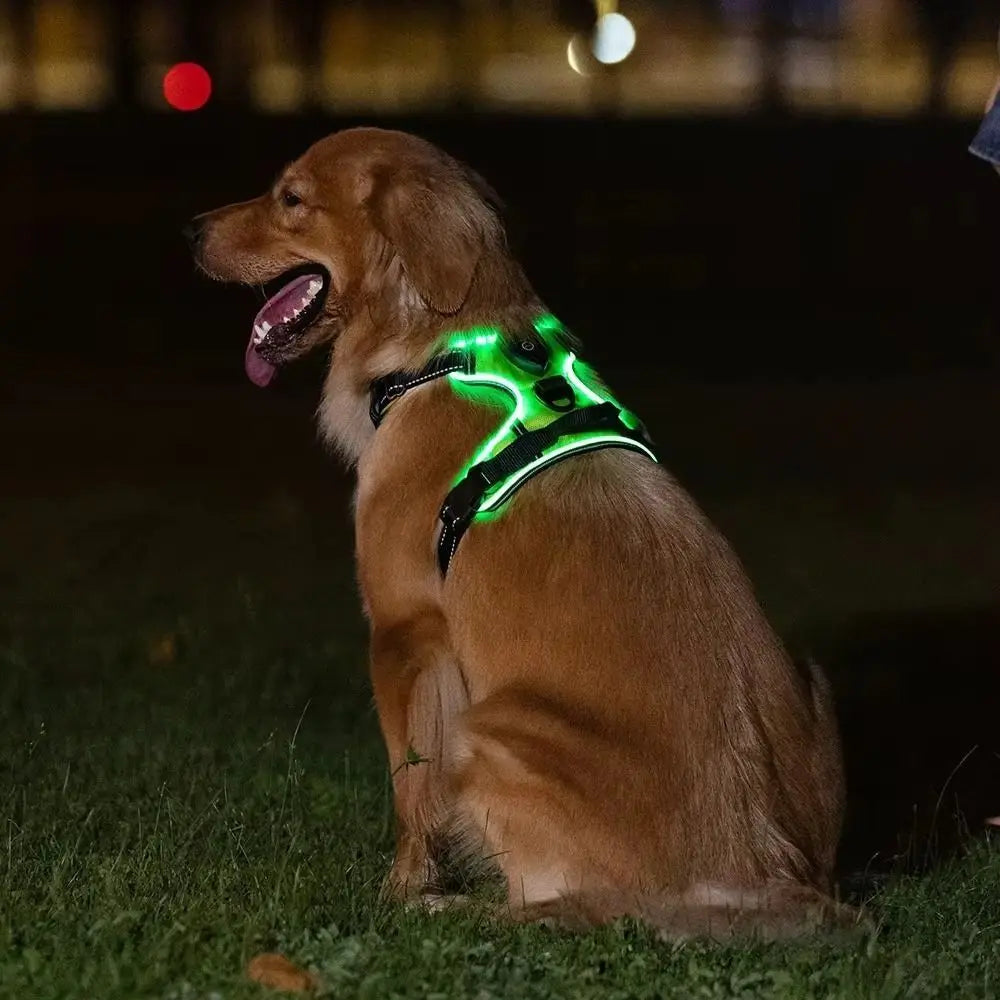 Golden retriever wearing green LED light-up harness at night, Pawvero dog gear
